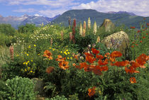 USA, Colorado, Crested Butte by Danita Delimont