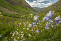 USA, Colorado, San Juan Mountains by Danita Delimont