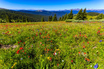 USA, Colorado, Shrine Pass, Vail von Danita Delimont