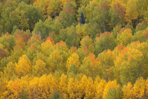 USA, Colorado, Rocky Mountains by Danita Delimont