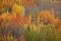 USA, Colorado, Red Mountain Pass von Danita Delimont