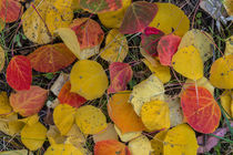 Fallen aspen leaves carpet the forest floor in the Uncompahg... by Danita Delimont