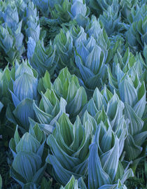 Indian False Hellebore, Colorado, USA von Danita Delimont