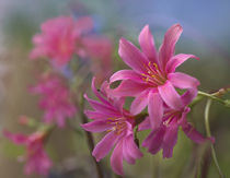 Lewisia Trevosia, summer Colorado, USA von Danita Delimont