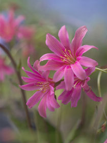 Lewisia Trevosia in summer, Colorado, USA by Danita Delimont