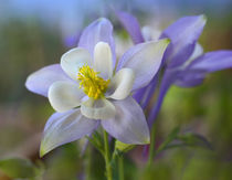 Close-up of a Rocky Mountain columbine, Colorado, USA by Danita Delimont