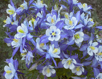 Rocky Mountain columbines, Colorado, USA by Danita Delimont