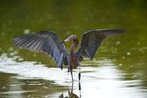 Nobody, Florida, Sanibel Island, Ding Darling NWR, Reddish E... by Danita Delimont