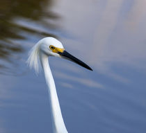 USA, Florida, Everglades National Park by Danita Delimont