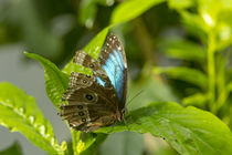 Key West Butterflies von Danita Delimont