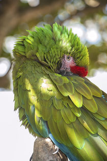 USA, Florida, Orlando, Green Macaw, Gatorland. von Danita Delimont