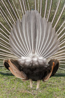 USA, Florida, Orlando, rear view of male peacock, Gatorland. von Danita Delimont