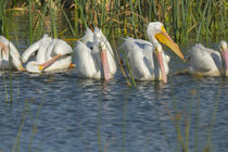 A flock of White pelicans in line to begin feeding, Pelecanu... von Danita Delimont
