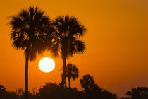 Florida cabbage palms at sunrise at Florida Bay, Flamingo, E... by Danita Delimont