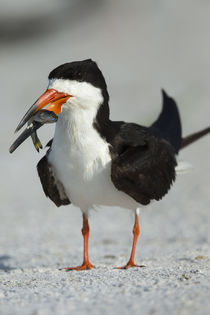 Black Skimmer the winner with the food, Rynchops niger, Gulf... von Danita Delimont