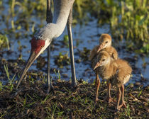 Sandhill Crane colts on nest with parent, Grus canadensis, Florida by Danita Delimont