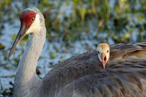 Sandhill Crane on nest with baby on back, Grus canadensis, Florida von Danita Delimont