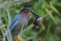 Green heron with fish, Florida, USA by Danita Delimont