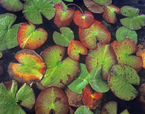 Yellow Pond Lily Pads floating in the water, Florida USA von Danita Delimont