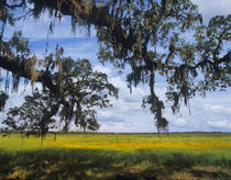 Oak and Coreopsis Meadow, Myakka River State Park, Florida, USA by Danita Delimont