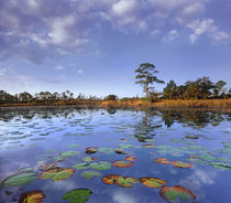 Pond lilies, Jonathan Dickinson State Park, Florida, USA by Danita Delimont