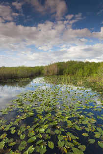 USA, Florida, Everglades National Park, swamp view from The ... von Danita Delimont