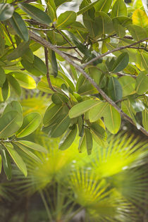 USA, Florida, Miami-area, Coconut Grove, Vizcaya Museum and ... von Danita Delimont