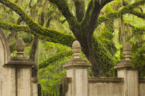 USA, Georgia, Savannah, Entrance to Wormsloe Plantation. by Danita Delimont