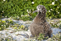 Black-footed Albatross chick by Danita Delimont