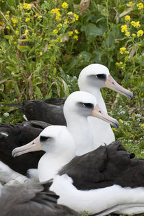 Laysan Albatross von Danita Delimont