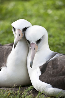 Laysan Albatross courting by Danita Delimont