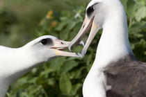 Laysan Albatross courting von Danita Delimont