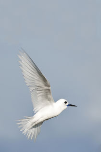 White Tern in flight by Danita Delimont