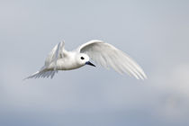 White Tern in flight by Danita Delimont