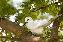 White Terns resting von Danita Delimont