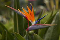 Bird of Paradise, Kula Botanical Garden, Upcountry, Maui, Hawaii by Danita Delimont