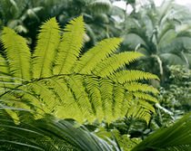 Hawaii Islands, Honolulu, 1100 Alakea St, Green leaf at Hawa... von Danita Delimont