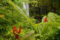 Lovely Rainbow Falls in Wailuku State Park on the edge of Hi... by Danita Delimont