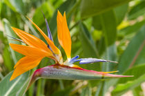 Bird of Paradise in Na Aina Kai Botanical Gardens and Sculpt... by Danita Delimont