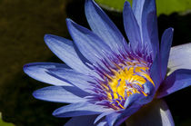 Water lily in Na Aina Kai Botanical Gardens and Sculpture Pa... von Danita Delimont