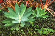 Tropical plants at Paleaku Gardens Peace Sanctuary, Kona Coa... von Danita Delimont