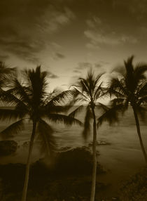 USA, Hawaii Islands, Big Islands, Kona, View palm trees on beach von Danita Delimont