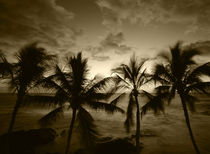 USA, Hawaii Islands, Kona, View of palm trees on beach at big island by Danita Delimont