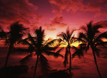 USA, Hawaii Islands, Kona, View of palm trees on beach at big island by Danita Delimont