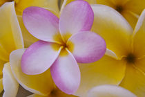 Plumeria flowers in bloom von Danita Delimont