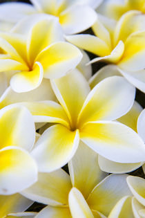 Plumeria in mass display von Danita Delimont