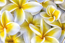 Plumeria in mass display by Danita Delimont