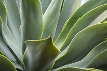 Agave Plant with fresh green leaves von Danita Delimont