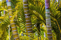 Garden on the Island of Maui with Pink Bambo, and Philodendron Plants von Danita Delimont