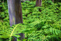 Rainbow Eucalytus Trees von Danita Delimont